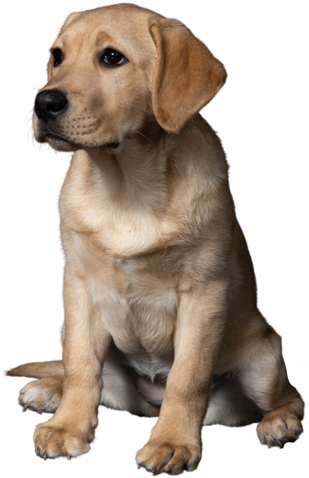 Decorative image of a dog